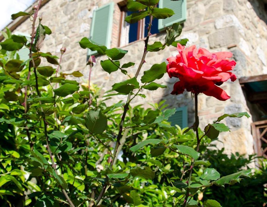 Tenuta Colombaio Casole dʼElsa Eksteriør billede